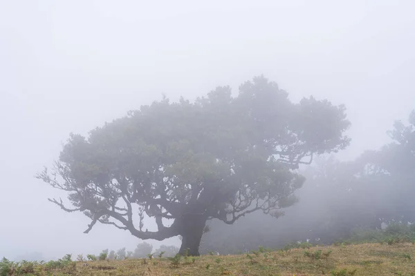 View Mystical Fanal Laurisilva Forest Madeira Island Portugal — Stock Photo, Image