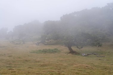Portekiz 'deki Madeira Adası' ndaki Mistik Fanal Laurisilva Ormanı 'na bakın.