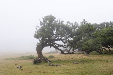 Portekiz 'deki Madeira Adası' ndaki Mistik Fanal Laurisilva Ormanı 'na bakın.