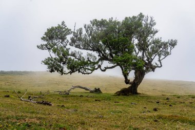 Portekiz 'deki Madeira Adası' ndaki Mistik Fanal Laurisilva Ormanı 'na bakın.