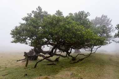 Portekiz 'deki Madeira Adası' ndaki Mistik Fanal Laurisilva Ormanı 'na bakın.