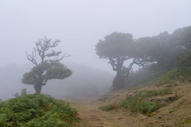 Portekiz 'deki Madeira Adası' ndaki Mistik Fanal Laurisilva Ormanı 'na bakın.