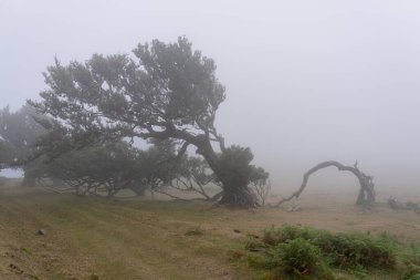 Portekiz 'deki Madeira Adası' ndaki Mistik Fanal Laurisilva Ormanı 'na bakın.