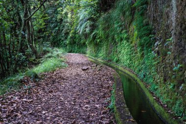Levada do Rei tarafından ormanda yürüyüş yolu, ayrıca Kings Levada olarak da bilinir. Madeira Adası, Portekiz.