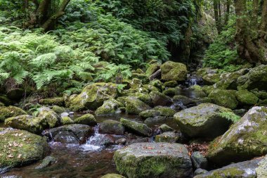 Madeira Adası 'nda mini şelale