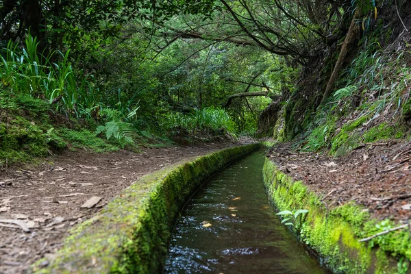 Túrázási Útvonal Erdőben Levada Rei Más Néven Kings Levada Madeira — Stock Fotó