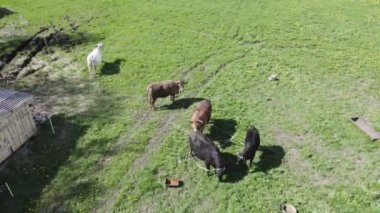 Several bulls on the field in early spring. In Lithuania farm.