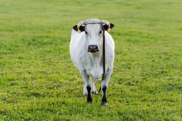Белый Бык Корова Смотрит Меня Бык Литве — стоковое фото