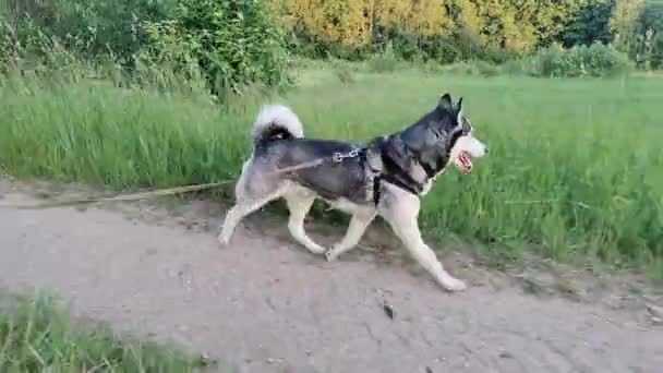 Siberische Husky Wandelen Door Weilanden Pad — Stockvideo