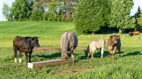 Kilka Krów Stojących Przy Korycie Próbujących Jeść — Zdjęcie stockowe