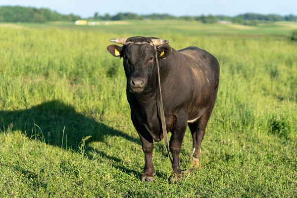 Portret Van Een Grote Mooie Stier Bruin Van Kleur Staand — Stockfoto