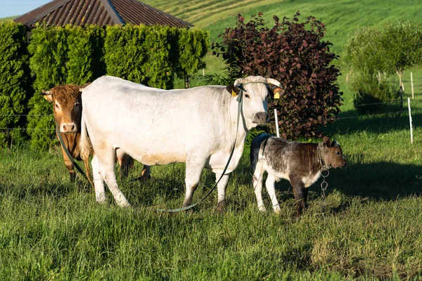 Vache Avec Veau Des Vaches Brunes Les Animaux Paissent Les — Photo