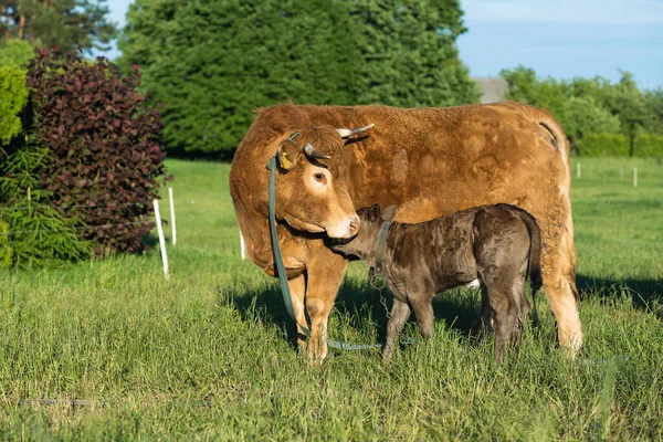 Vache Avec Veau Des Vaches Brunes Les Animaux Paissent Les — Photo