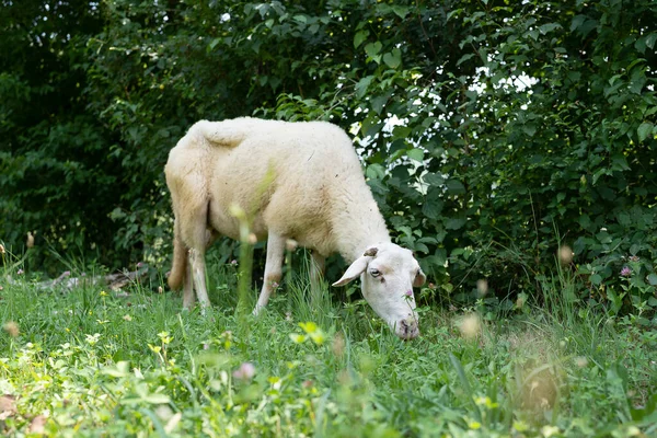 Sick Condition Goat Trying Eat Grass Montenegro Meadow — Stock Photo, Image