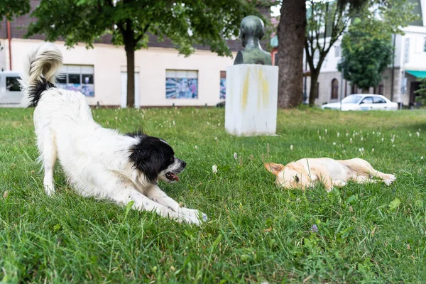 Dwa Psy Parku Jeden Nich Śpi Kolasin Czarnogóra — Zdjęcie stockowe