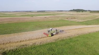 Plunge, Lithuania - August 15 2022: Harvesting wheat harvester. Agricultural machines harvest grain on the field. Agricultural machinery in operation.