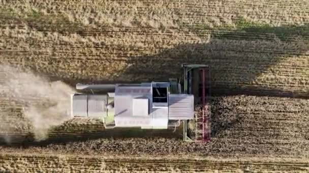 Plunge Lithuania August 2022 Harvesting Wheat Harvester Agricultural Machines Harvest — Wideo stockowe