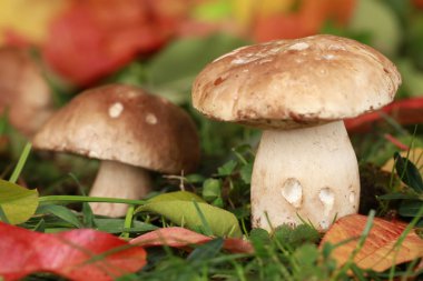 Porcini mantar