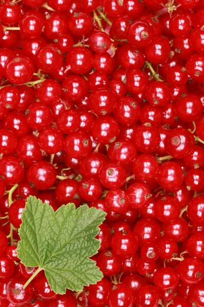Fresh red currants — Stock Photo, Image