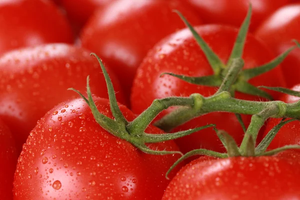 Nahaufnahme von Tomaten mit Wassertropfen — Stockfoto