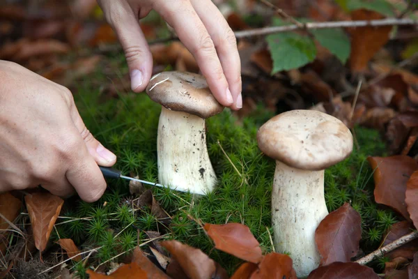 Samla svamp i skogen — Stockfoto