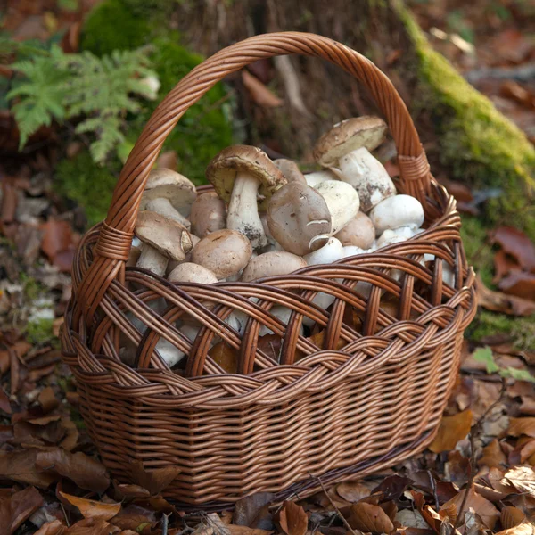 Basket with mushrooms — Stock Photo, Image