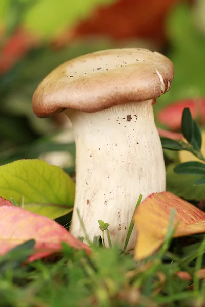 Abalone mushroom — Stock Photo, Image