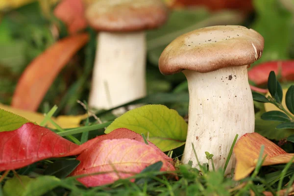 Paddenstoelen in een bos — Stockfoto