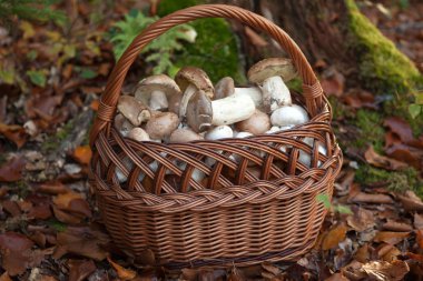 sepeti dolu taze mantar aldı