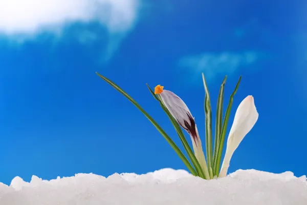 Spring winter: crocus in snow — Stock Photo, Image