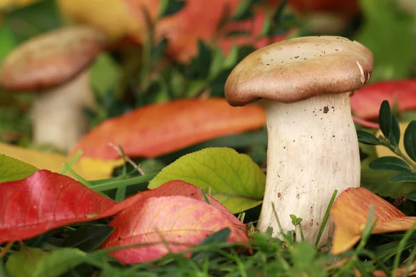 Paddenstoelen groeien in een bos — Stockfoto