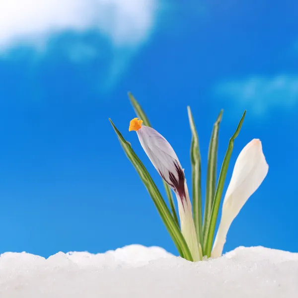 Spring season crocus in snow — Stock Photo, Image
