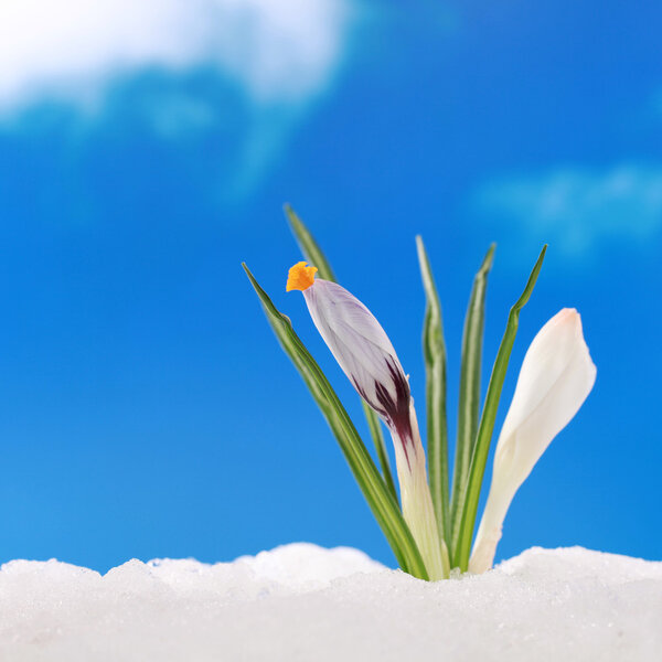 Spring season crocus in snow