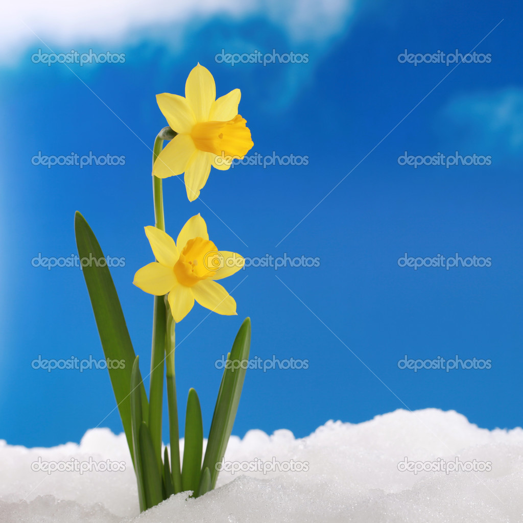 Daffodil Flower Information Wikipedia In Hindi Best Flower Site