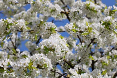 Çiçek açan kiraz ağacı