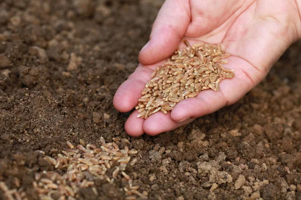 Zaaiend zaden in een tuin — Stockfoto