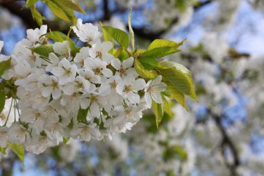 Çiçek açan kiraz çiçekleri
