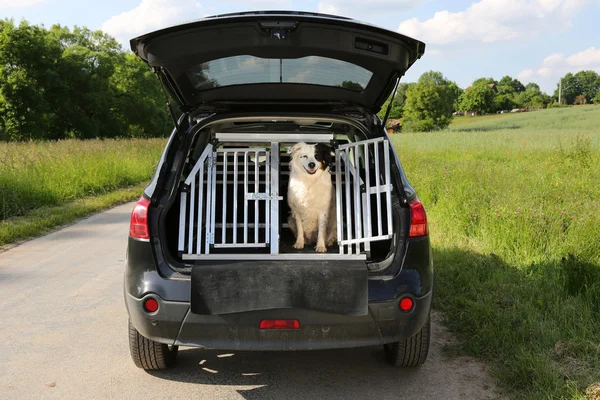 Perro en un coche — Foto de Stock