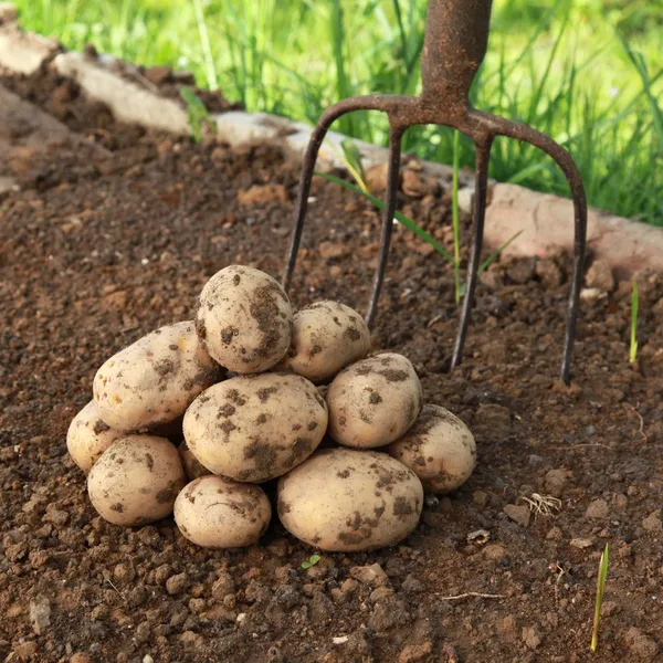 Panen kentang di kebun sayuran — Stok Foto