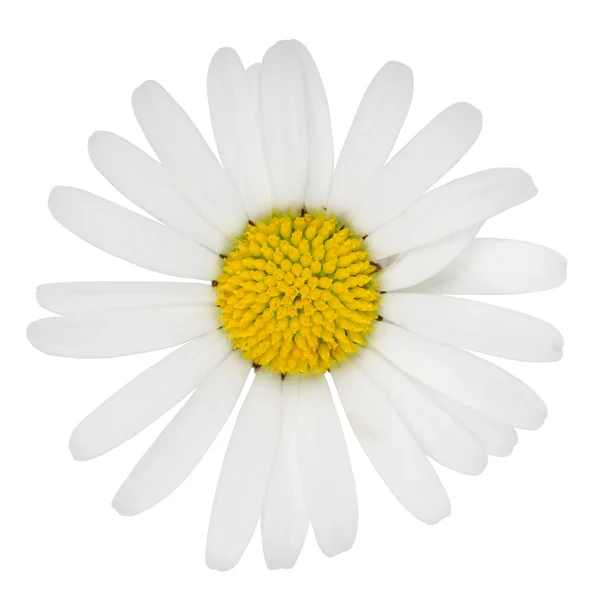 Marguerite virág — Stock Fotó
