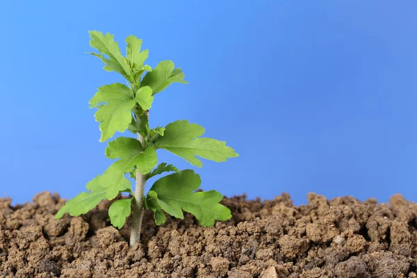 Small tree — Stock Photo, Image