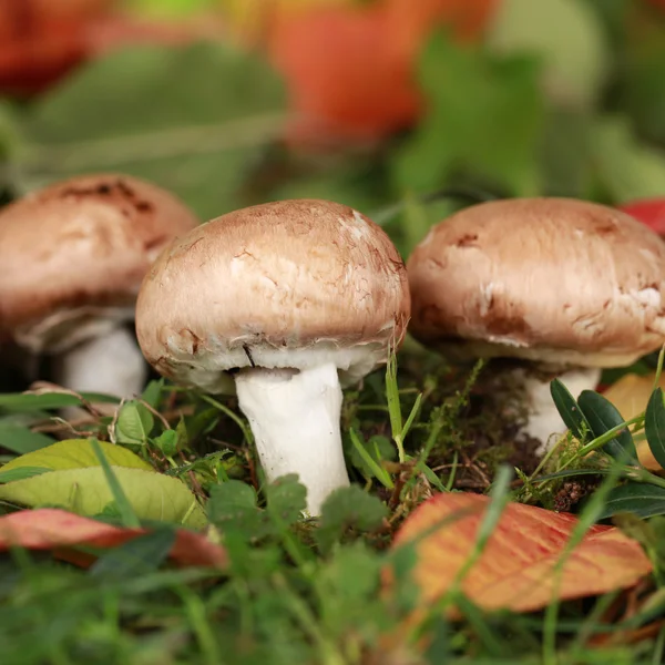 Mushrooms growing in a forest — Stock Photo, Image