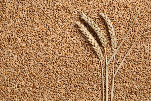 Wheat plants on seeds grain topic — Stock Photo, Image