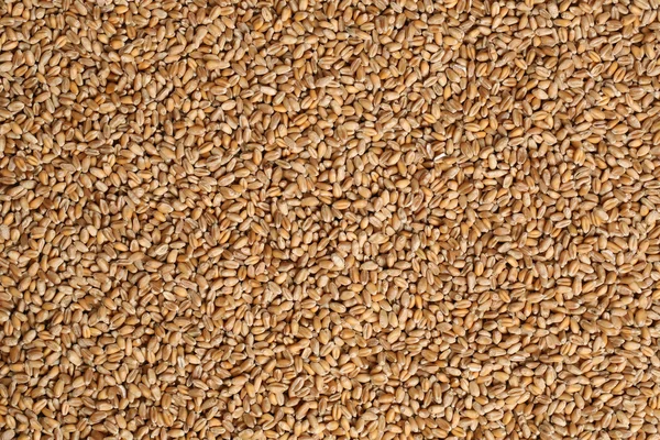 Sfondo semi di grano — Foto Stock