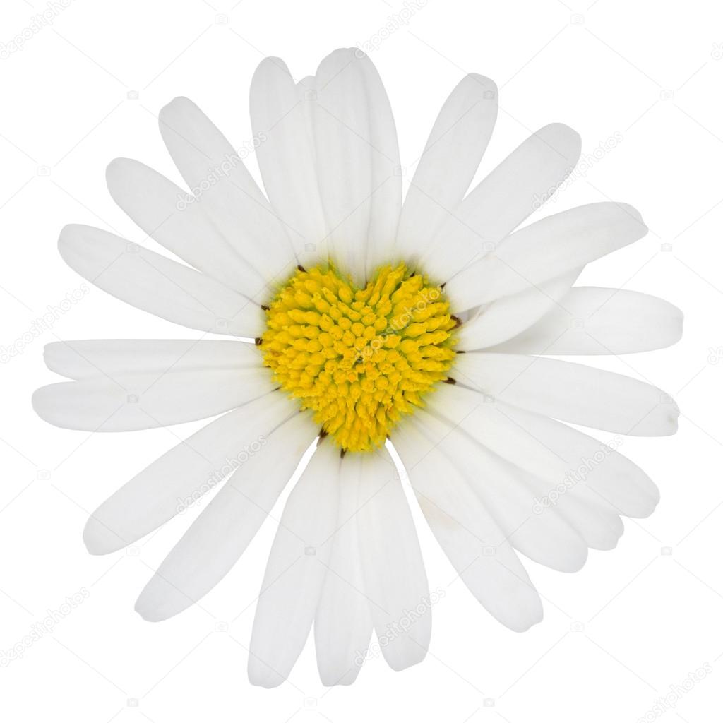 Heart shaped marguerite flower love