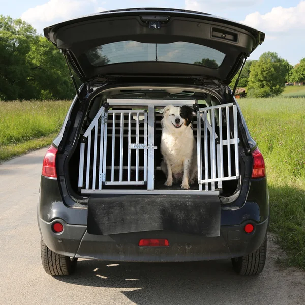 Animal de estimação cão em um carro quer viajar — Fotografia de Stock