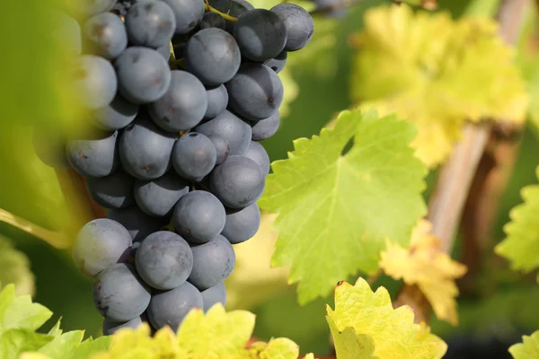 Uvas de vino en la vid —  Fotos de Stock