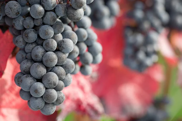 Wine grapes on the vine in autumn — Stock Photo, Image