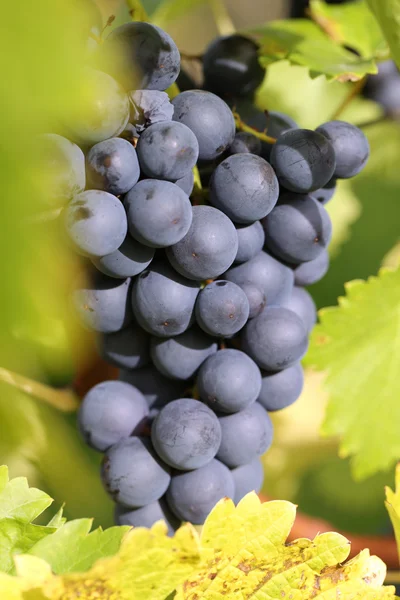 Uvas de vino tinto en un viñedo —  Fotos de Stock