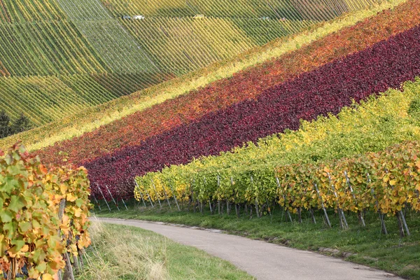 Path in vineyards during the wine grapes harvest — Stock Photo, Image